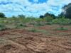 Picture of Farm Land for Sale at BHEEMARAM, SHADNAGAR-HYDERABAD