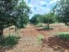 Picture of Farm Land for Sale at BHEEMARAM, SHADNAGAR-HYDERABAD