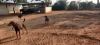 Picture of FARM FOR SALE AT VELDANDA-Nagarkurnool-Telangana