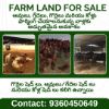 Picture of FARM FOR SALE AT VELDANDA-Nagarkurnool-Telangana