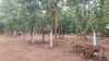 Picture of Open Plot for sale at Polkampally Village, Naganpally,  Rangareddy District,  Telanagana